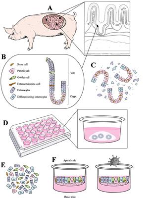 Development and characterization of segment-specific enteroids from the pig small intestine in Matrigel and transwell inserts: insights into susceptibility to porcine epidemic diarrhea Virus